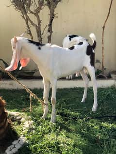 Gulabi Abluck