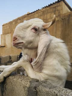 Gulabi breeder available for urgent sale!