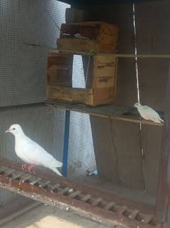 white Dove Trio