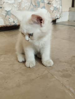 Persian
