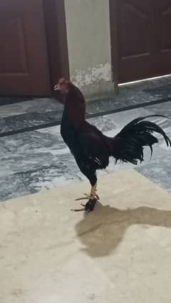 aseel big size patha