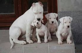 dogo