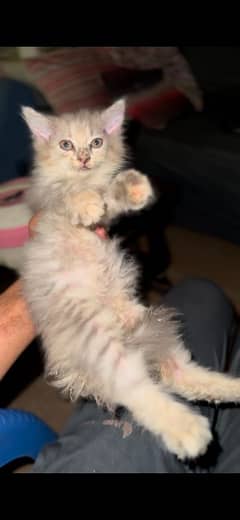 Perrsian kitten 4 sale