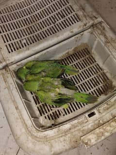ring neck chicks 1 months