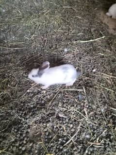Rabbit for Sale
