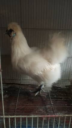 action white silkie