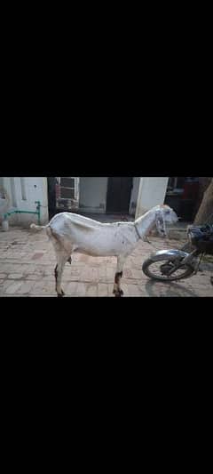Muhammad Puri Goat for sale, iska Dodh bhi he