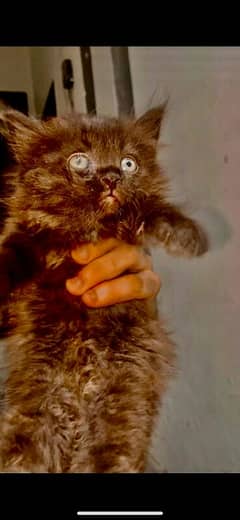 Persian kittens 8k finl pair argent sale