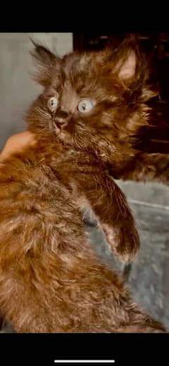 Persian kittens 8k finl pair argent sale
