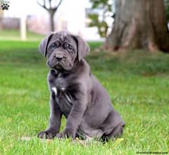 cane