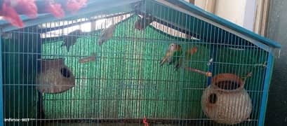 budgie