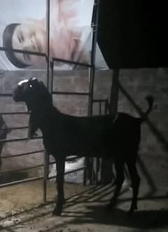 fresh 4 dant male for sale