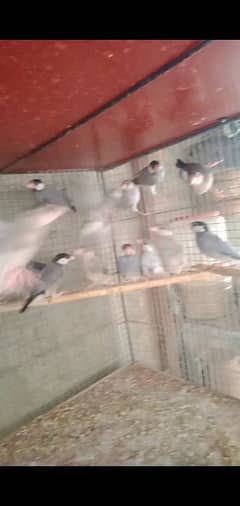 birds