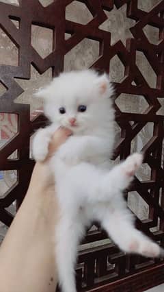 White persian kittens for sale