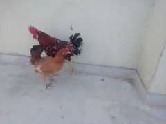 best hens