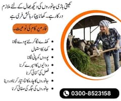 چکوال میں کھیتی باڑی جانوروں کی دیکھ بھال. تنخواہ 30000