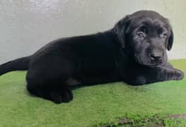 British Lebrador puppies for sale
