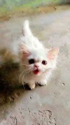 Persian female kitten