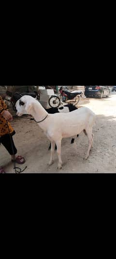 urgent dumbhay for sell