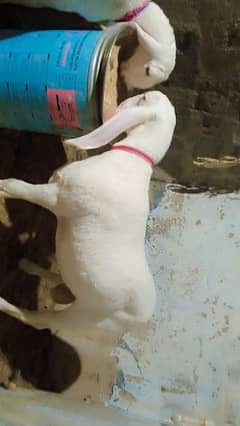 Pure Gulabi Larkana