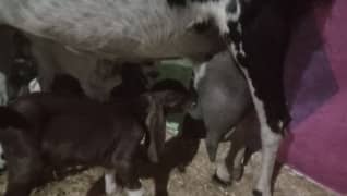 Doodh wali bakri