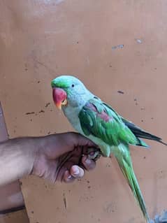 kashmeri