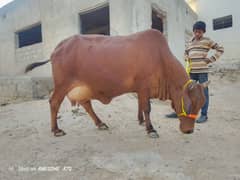 jersi