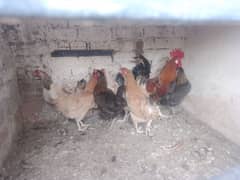 Murgia