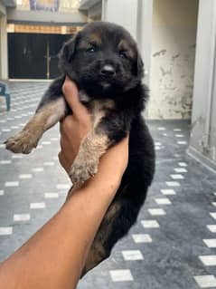 Dog puppies for sale 03043195600 call