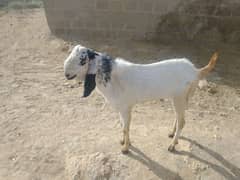 Betal