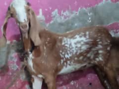 4 Dant Desi China Bakra Healthy and active for sale