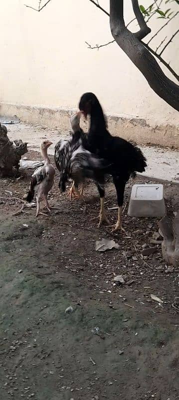 aseel chicks for sale 0