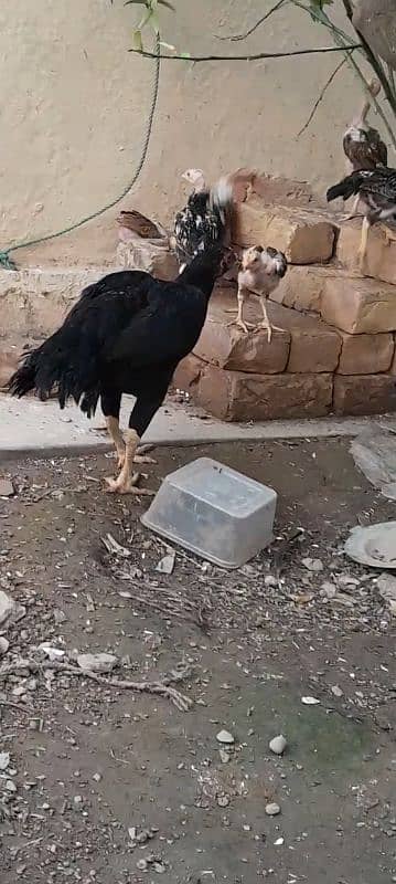 aseel chicks for sale 1