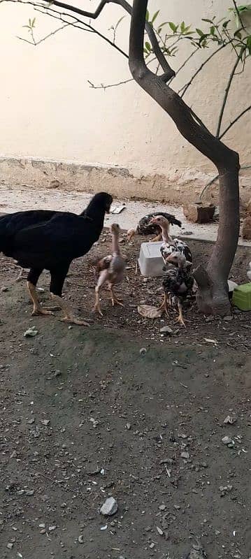 aseel chicks for sale 2