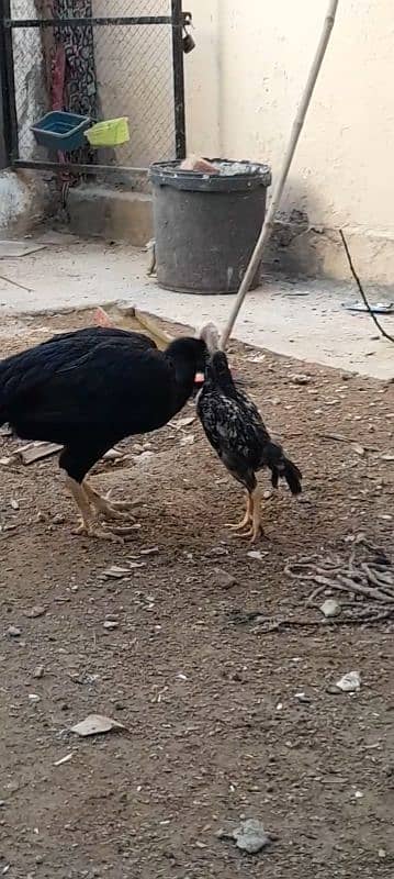 aseel chicks for sale 3