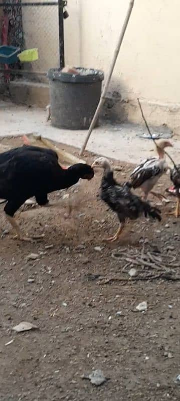 aseel chicks for sale 4