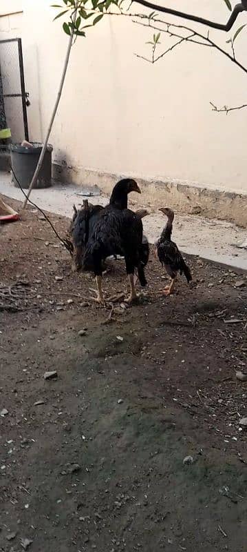 aseel chicks for sale 5