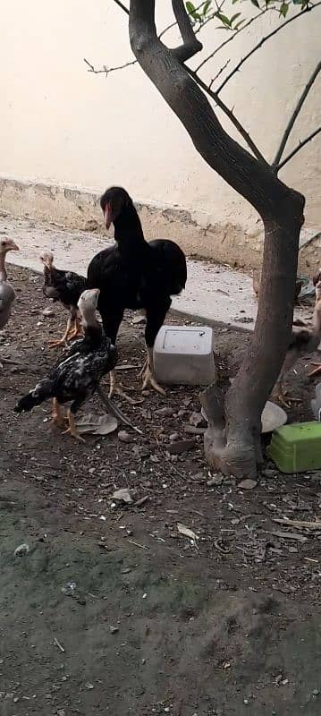 aseel chicks for sale 6