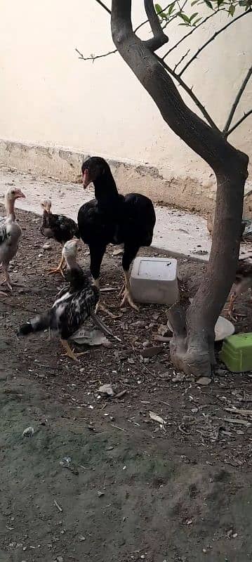 aseel chicks for sale 7