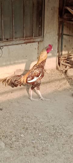 Aseel golden java age 1 year