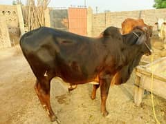 cows only 250000