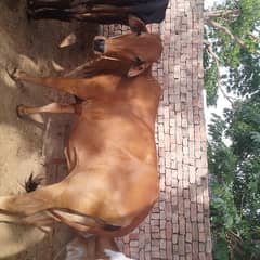 Sahiwal cross Cow for Qurbani