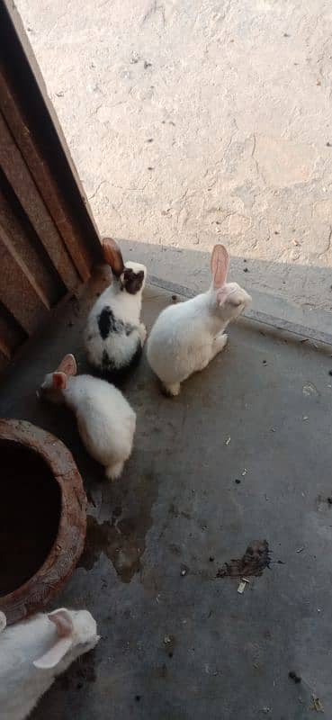 rabbit baby's for sale 03224186572 0