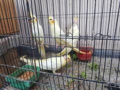 common white cockatiel parrots for sale