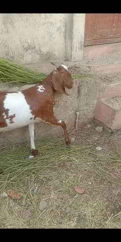 Healthy khassi VIP bakra