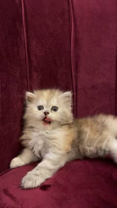 1.5 months old persian kittens