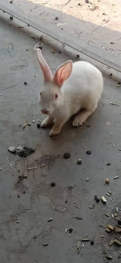 rabbit
