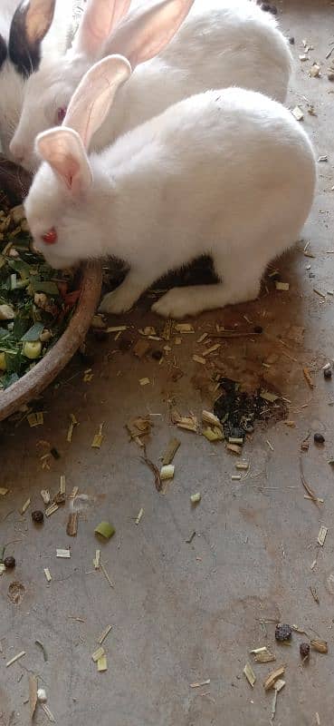rabbit baby's for sale 03224186572 1