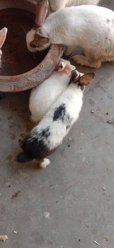 rabbit baby's for sale 03224186572 2