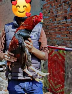 Top quality chicks available top bloodline wahtsupp 03254500060